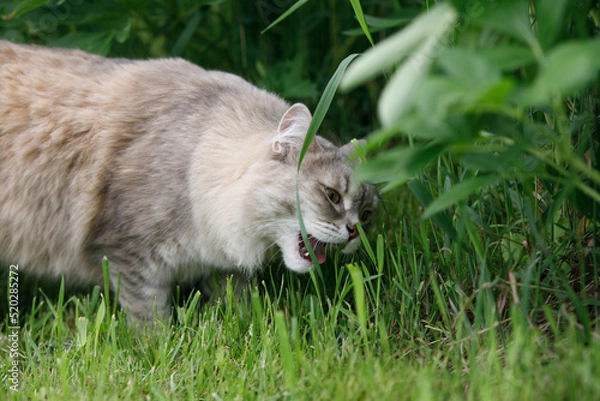 Fototapeta Gray fluffy cat on the green grass of the lawn