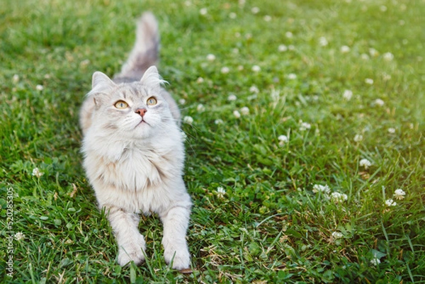 Fototapeta Gray fluffy cat on the green grass of the lawn
