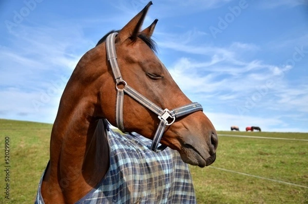 Obraz Der Beste Freund