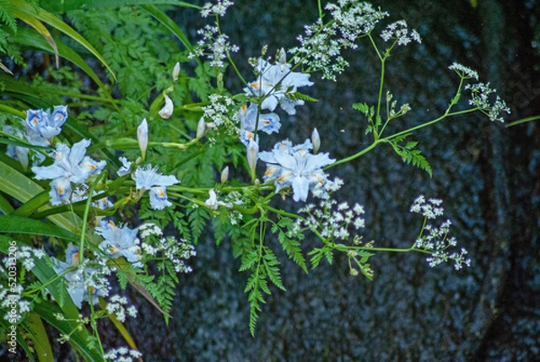 Obraz シャガ‐02