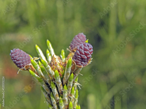 Obraz 松ぼっくり‐01