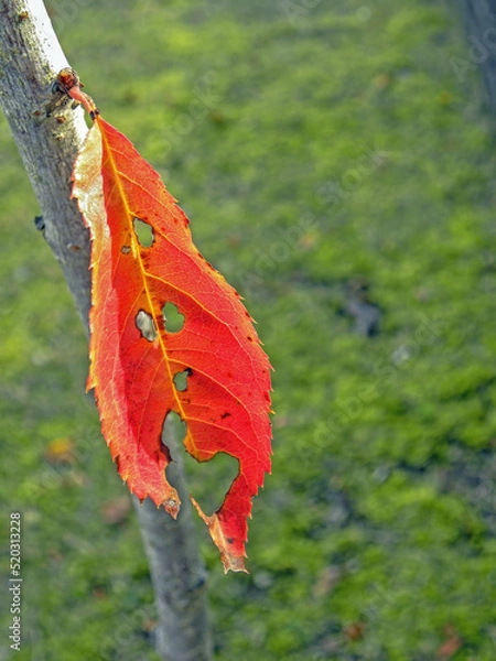 Obraz 木の葉‐01