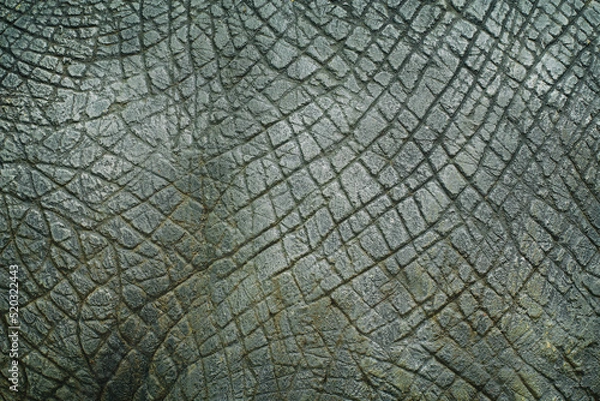 Obraz Dinosaur animal skin texture for background.