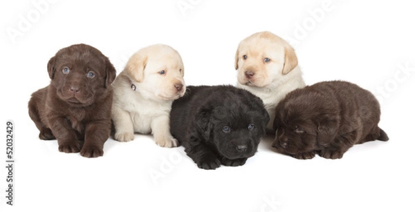 Obraz Five Labrador Retriever Puppies