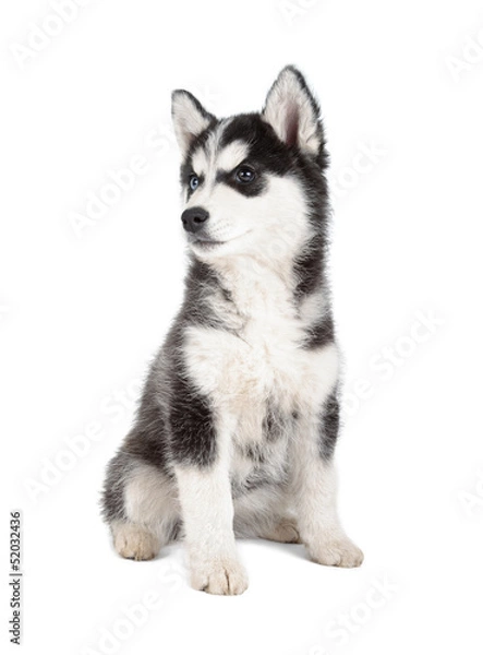 Obraz Siberian Husky Puppy
