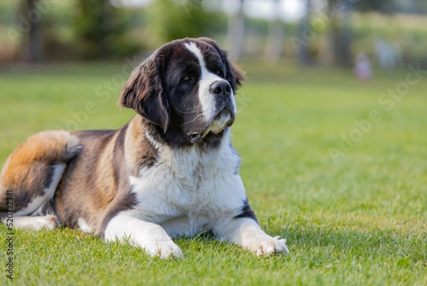 Obraz Bernhardiner auf einer Wiese liegend