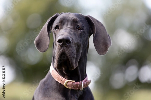 Obraz Portrait, deutsche Dogge