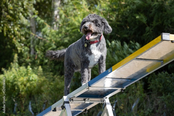 Obraz Fröhliche Mischlingshündin auf der Wippe beim Agitity Training