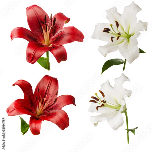 Obraz Lilies flowers red and white set isolated on white background