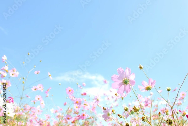 Obraz 青空に映える優しいコスモス
