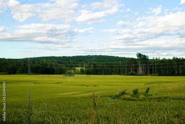 Fototapeta Pole na tle lasu