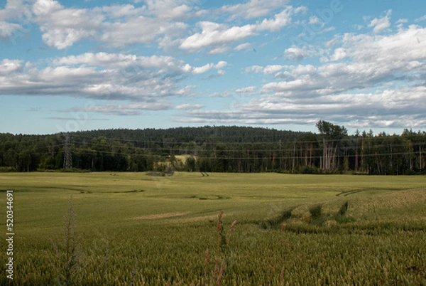 Fototapeta Pole na tle lasu 
