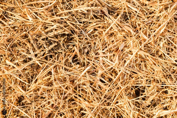 Fototapeta Hay seamless pattern