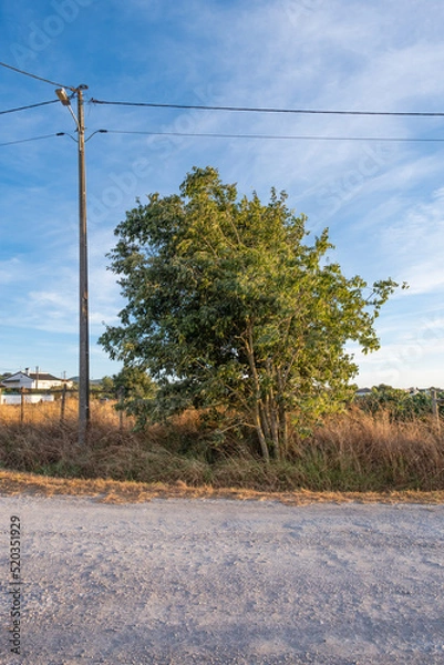 Fototapeta Lonely tree in the countryside
