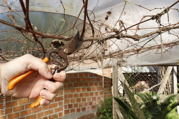 Obraz Pruning a tree