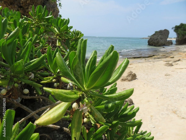 Fototapeta tree on the beach