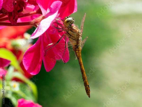 Fototapeta Yellow dragonfly on red petal in natural environment macro, close-up