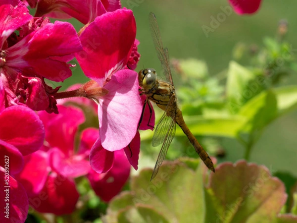 Fototapeta Yellow dragonfly on red petal in natural environment macro, close-up