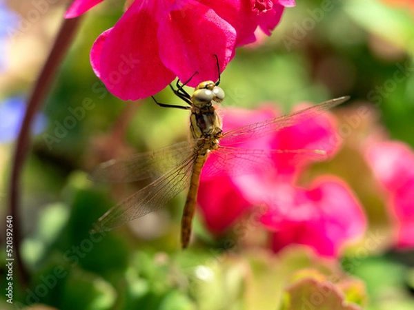Fototapeta Yellow dragonfly on red petal in natural environment macro, close-up
