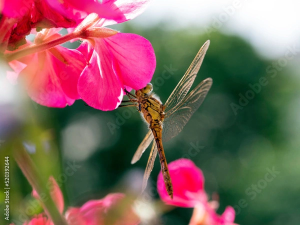 Fototapeta Yellow dragonfly on red petal in natural environment macro, close-up