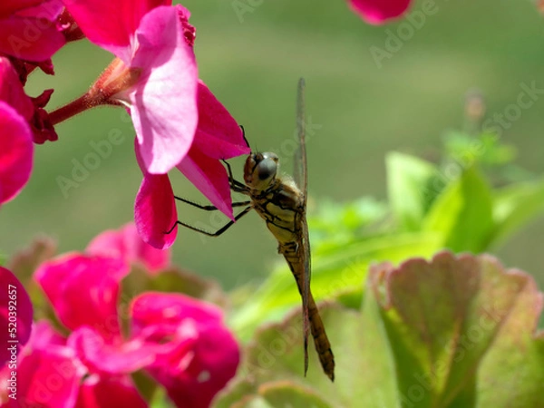 Fototapeta Yellow dragonfly on red petal in natural environment macro, close-up