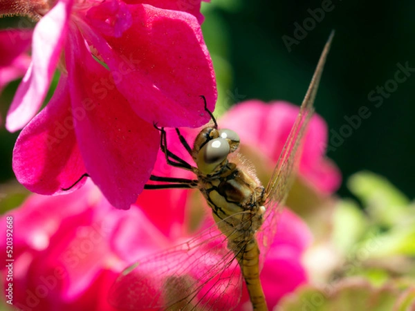 Fototapeta Yellow dragonfly on red petal in natural environment macro, close-up