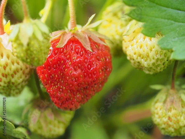 Fototapeta A red strawberry berry grows on a bush. Close-up.