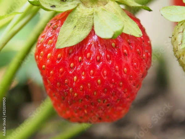 Fototapeta A red strawberry berry grows on a bush. Close-up.