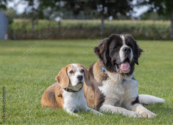 Obraz Bernardiner Hündin und Beagle Hündin in der Unterordnung in der Hundeschule