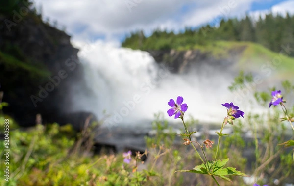 Obraz waterfall in spring