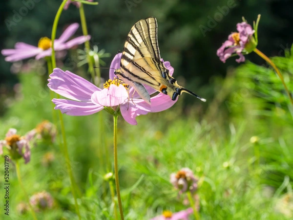 Obraz butterfly 207