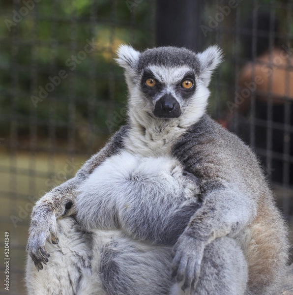 Obraz Ring-tailed lemur (Lemur catta)