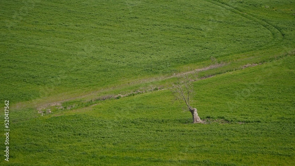 Fototapeta Landscape green