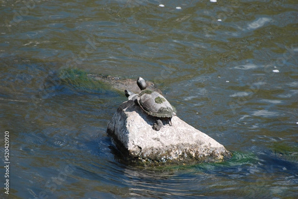 Obraz The pond slider (Trachemys scripta) is a species of common, medium-sized, semiaquatic turtle. These are in Channahon State Park in Northern Illinois, USA.