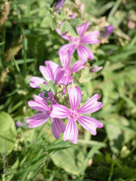 Fototapeta Macro view of purple wild flowers (Malva sylvestris) in nature forming a nice background