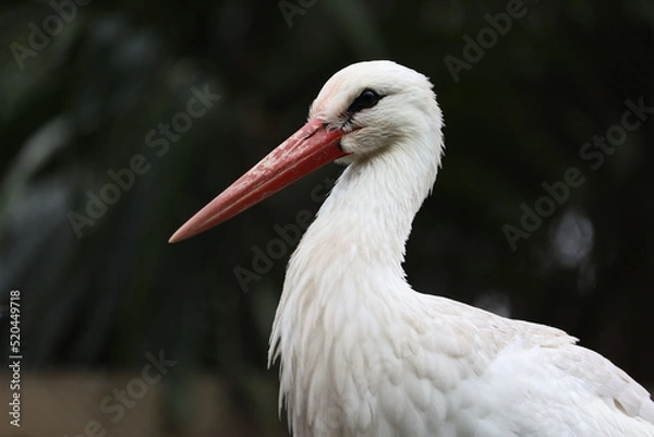 Obraz White stork