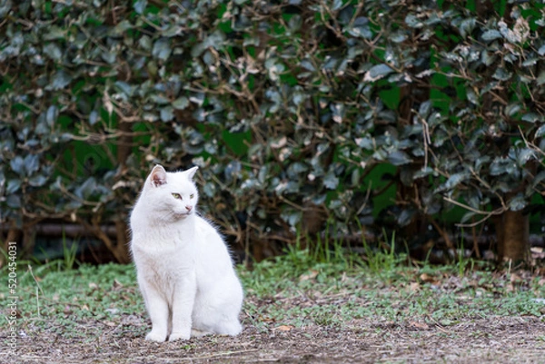 Obraz 見つめる野良猫