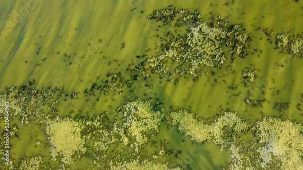 Obraz green swamp ripples on the surface of the water. shooting from a drone, Ukraine.
