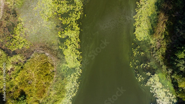 Obraz green swamp ripples on the surface of the water. shooting from a drone, Ukraine.