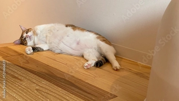 Fototapeta 2 years old Ms. Macaron on the wooden floor with belly up, scratching and rubbing her back on the floor, year 2022 July Tokyo Japan