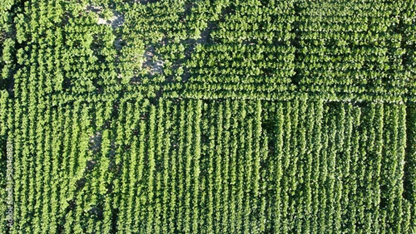 Obraz fields with harvest ukraine filming from a drone
