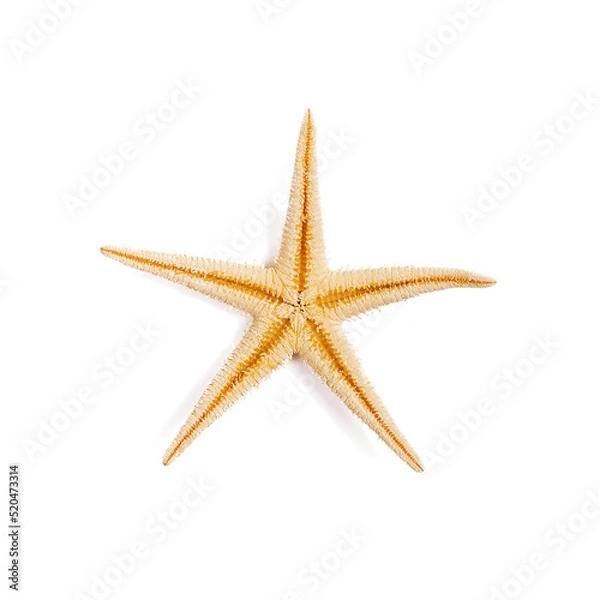 Obraz Isolated starfish on white background.Top view