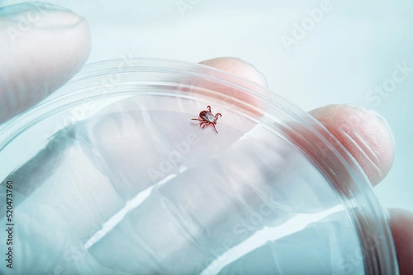 Obraz Encephalitis Infected Tick Parasite Insect Laboratory Tube Glass Vial Science Medical Research Isolated on White. Encephalitis Virus or Lyme Borreliosis Disease Infectious Dermacentor Tick Macro.