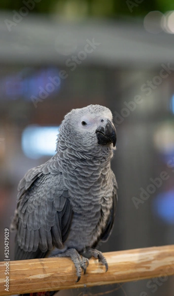 Fototapeta A gray African parrot perched on a log.