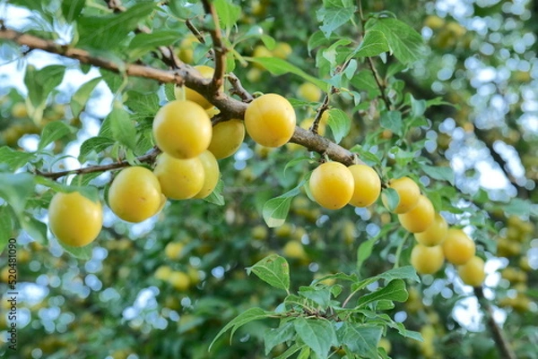 Obraz yellow cherry plum on a branch among green leaves