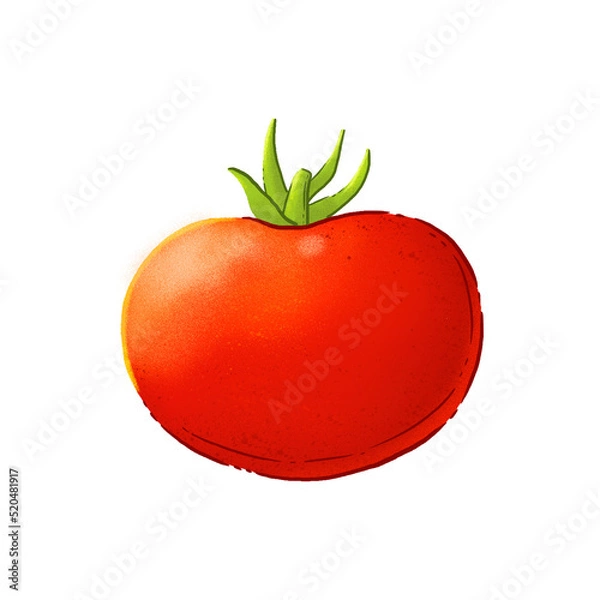 Obraz Vegetables, autumn harvest. 
Color illustration on a white background.