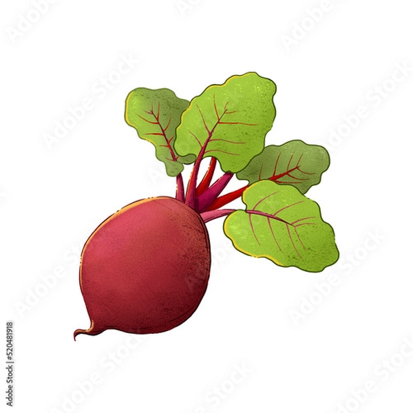 Obraz Vegetables, autumn harvest. 
Color illustration on a white background.
