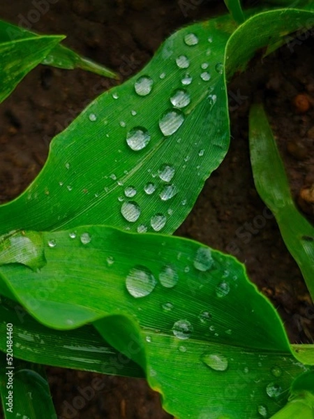 Obraz rain drops on a leaf