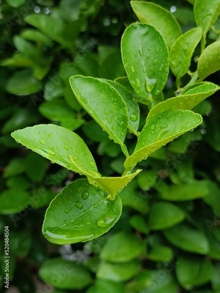 Obraz green leaf with drops