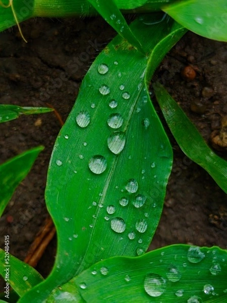 Obraz rain drops on a leaf